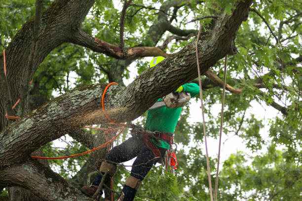 Best Firewood Processing and Delivery  in Seis Lagos, TX