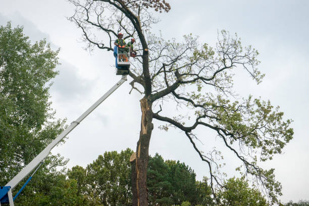 Leaf Removal in Seis Lagos, TX
