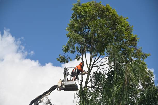 Best Weed Control  in Seis Lagos, TX
