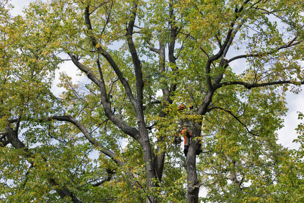 Best Tree Mulching  in Seis Lagos, TX